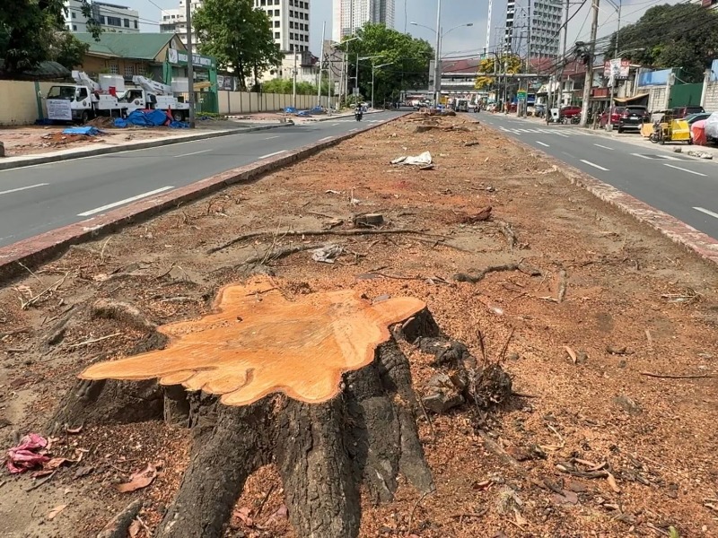 Ketika Pohon Tumbang, Kota Kehilangan Jiwanya